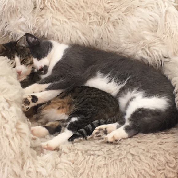 Napping and Shopping🐈💛 - Picture 7 of 8